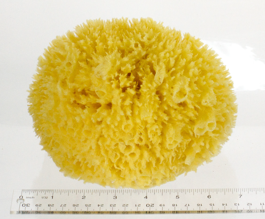 Stringy Sponge Natural Sea Sponges